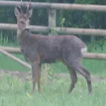 Semesterbostad Maison De Charme Authentique Avec Piscine Privee Proche De Cabourg